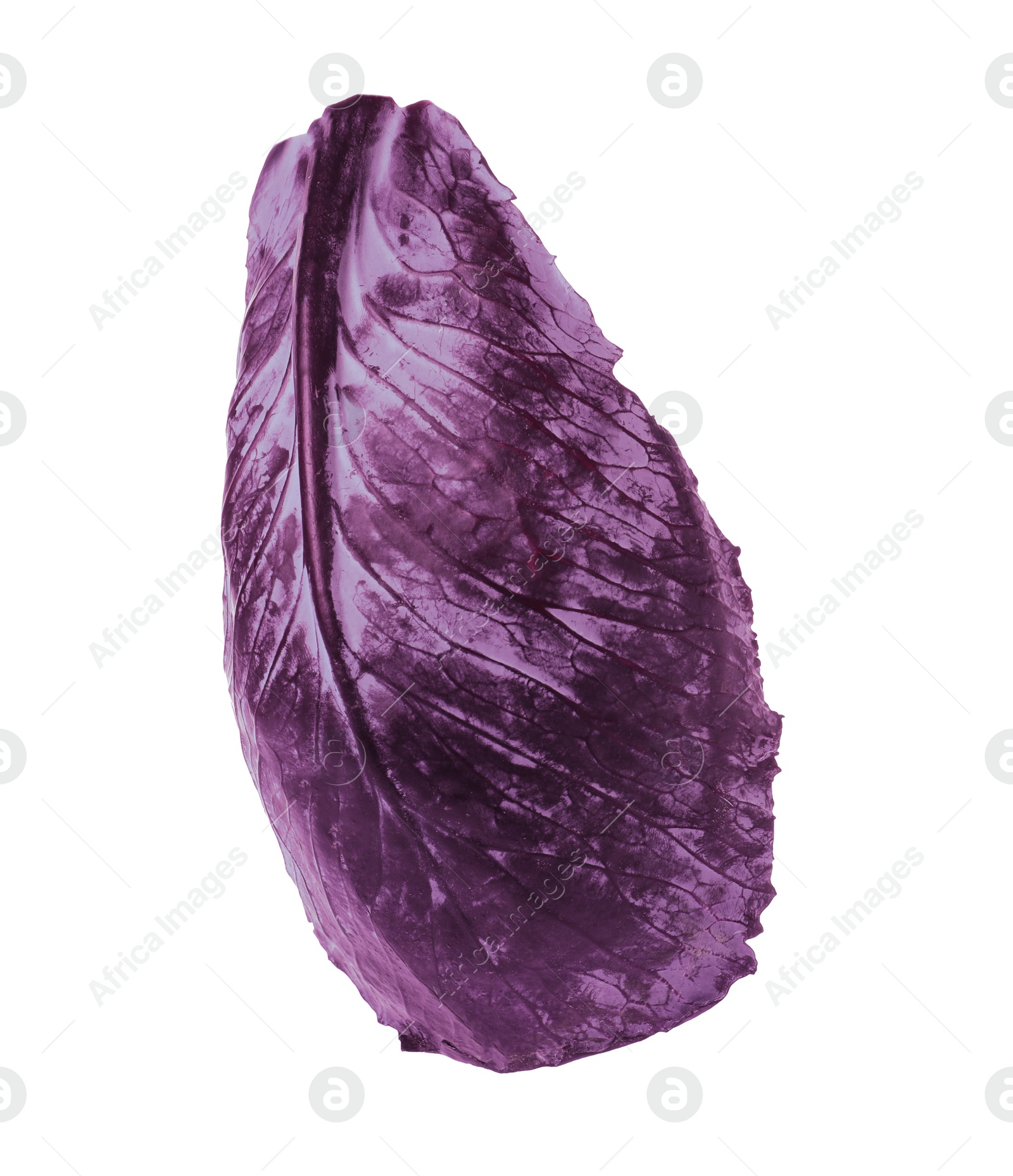 Photo of Fresh red cabbage leaf isolated on white
