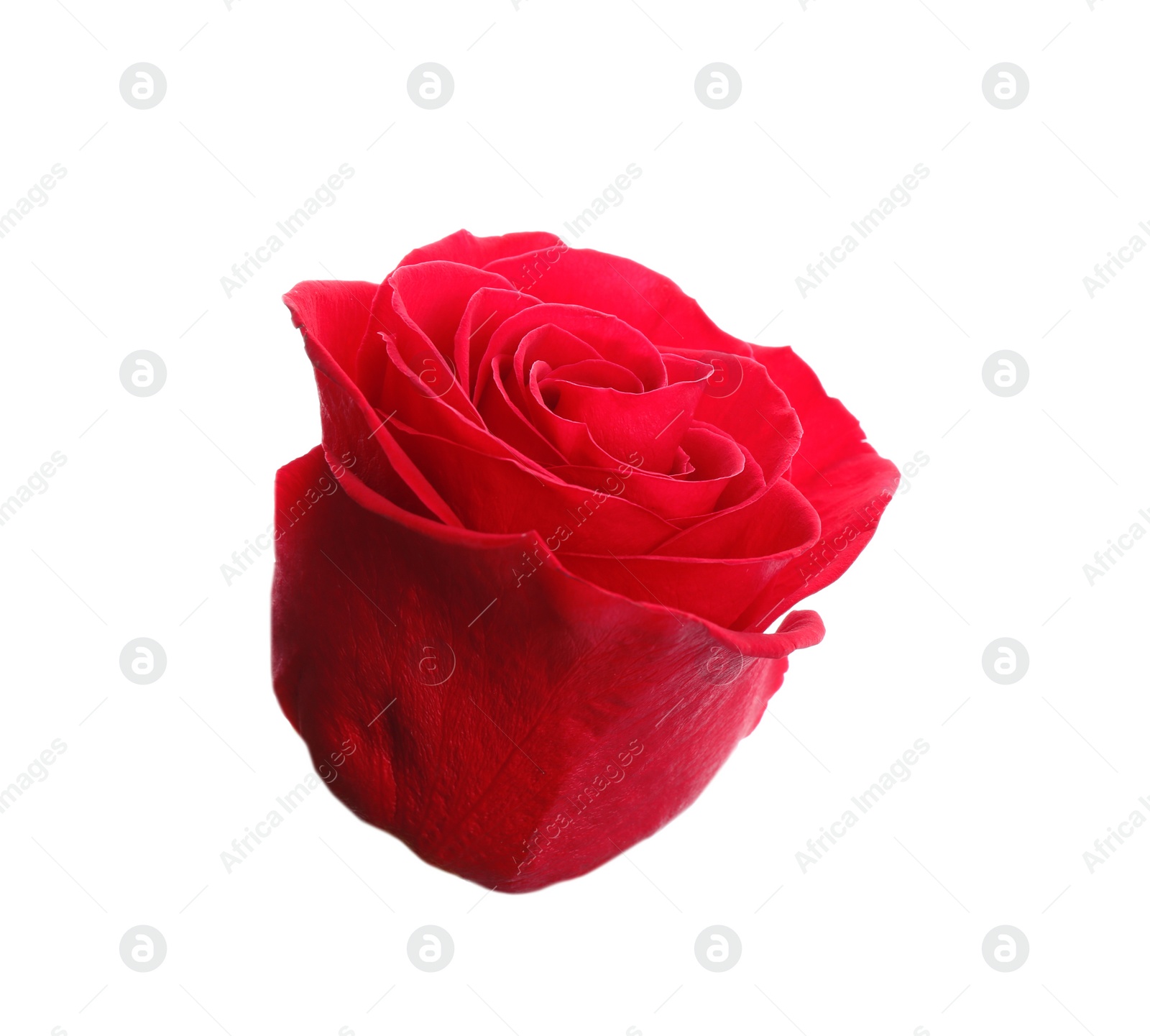 Photo of Beautiful red rose on white background. Perfect gift