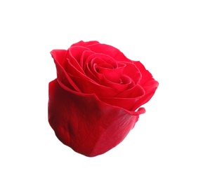 Photo of Beautiful red rose on white background. Perfect gift