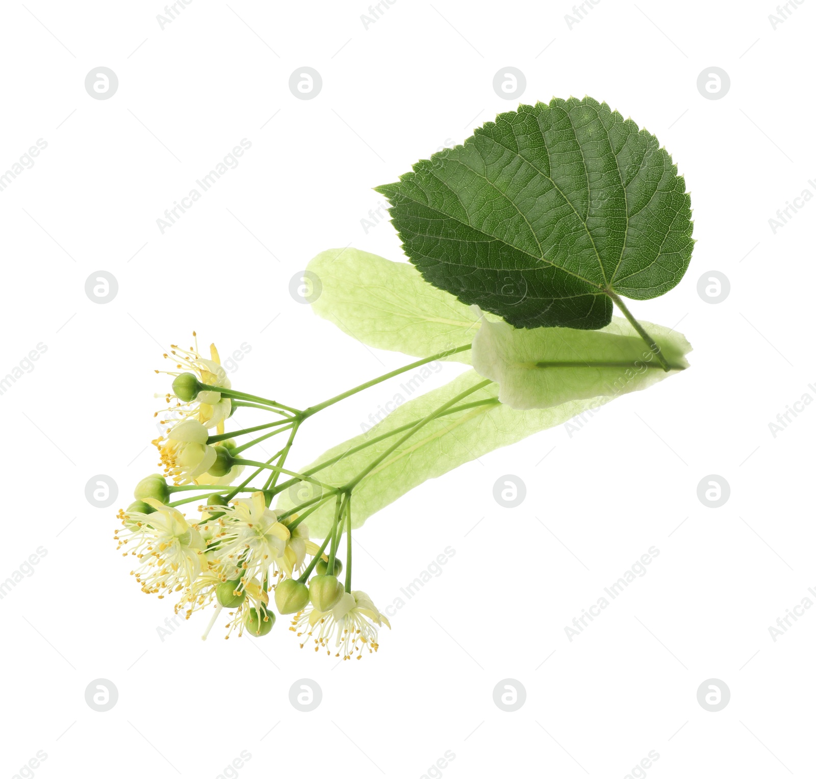 Photo of Beautiful linden tree blossom with young fresh green leaf isolated on white
