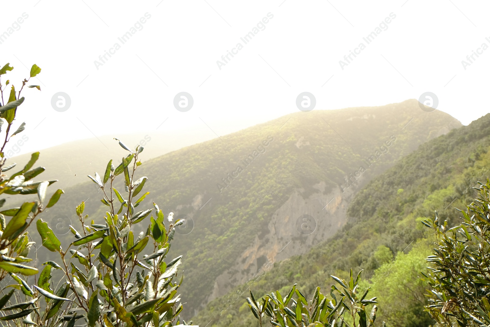 Photo of Picturesque view of green forest in mountains