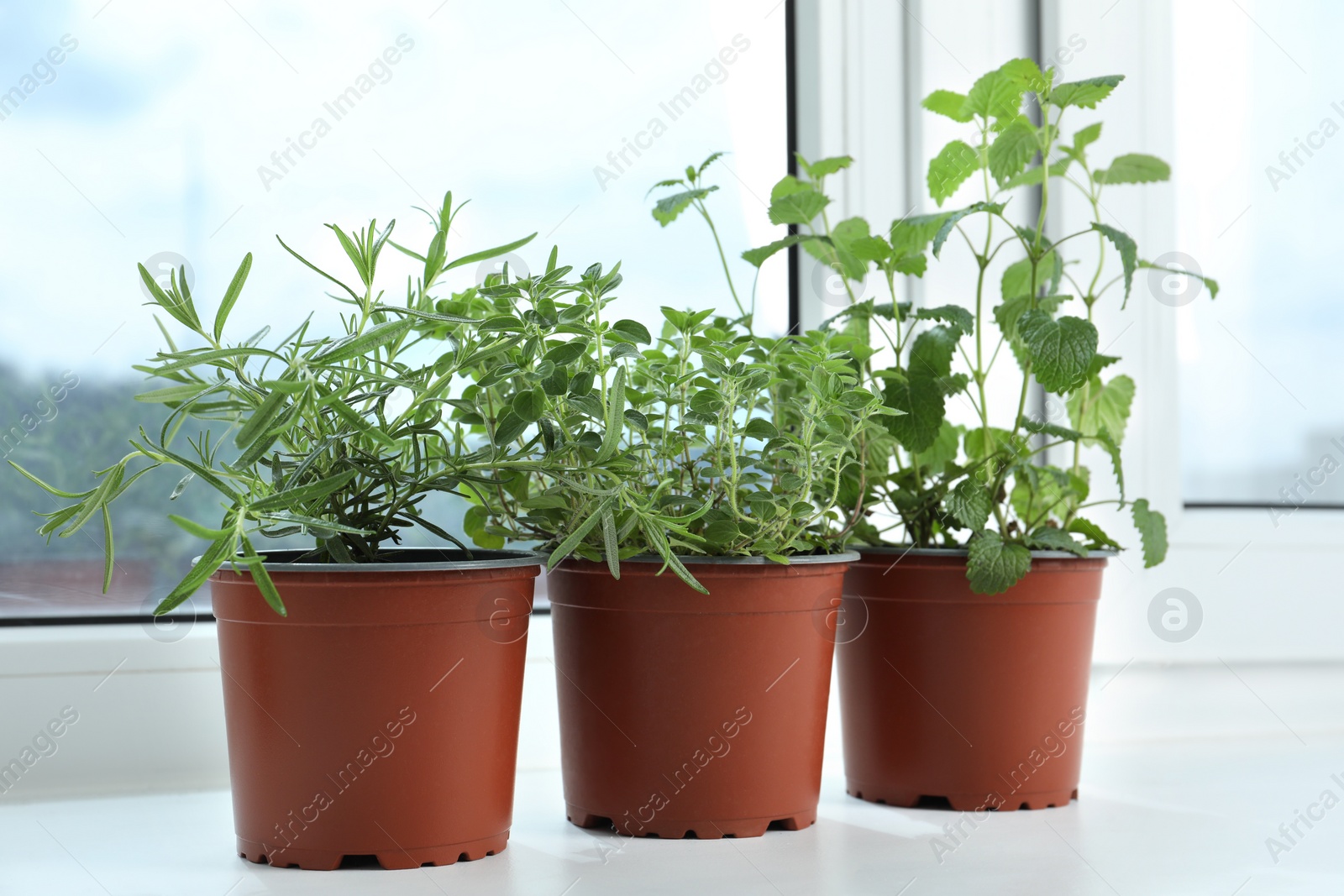 Photo of Different fresh potted herbs on windowsill indoors