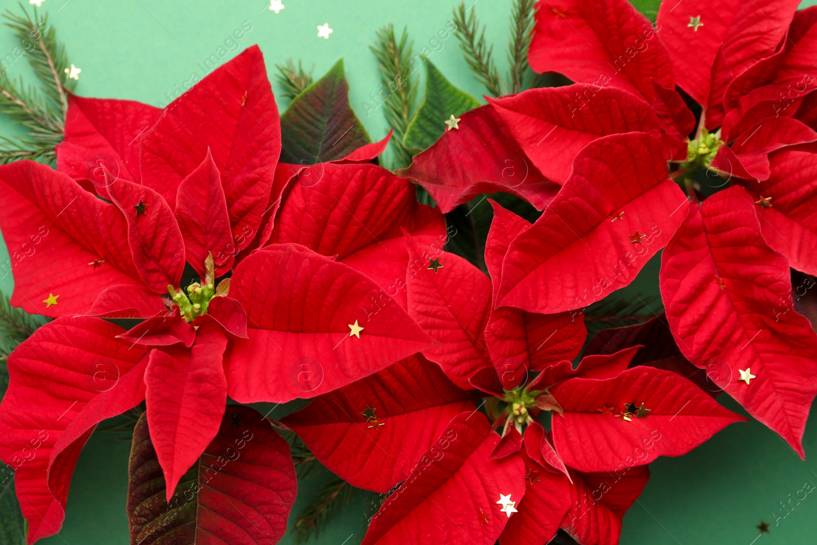 Photo of Beautiful poinsettias (traditional Christmas flowers) with fir branches and confetti on green background, closeup