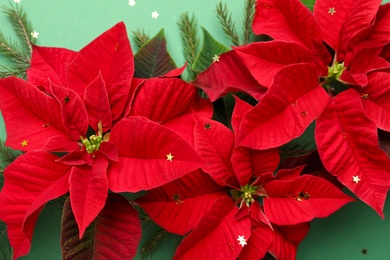 Photo of Beautiful poinsettias (traditional Christmas flowers) with fir branches and confetti on green background, closeup