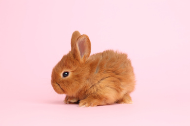 Photo of Adorable fluffy bunny on pink background. Easter symbol