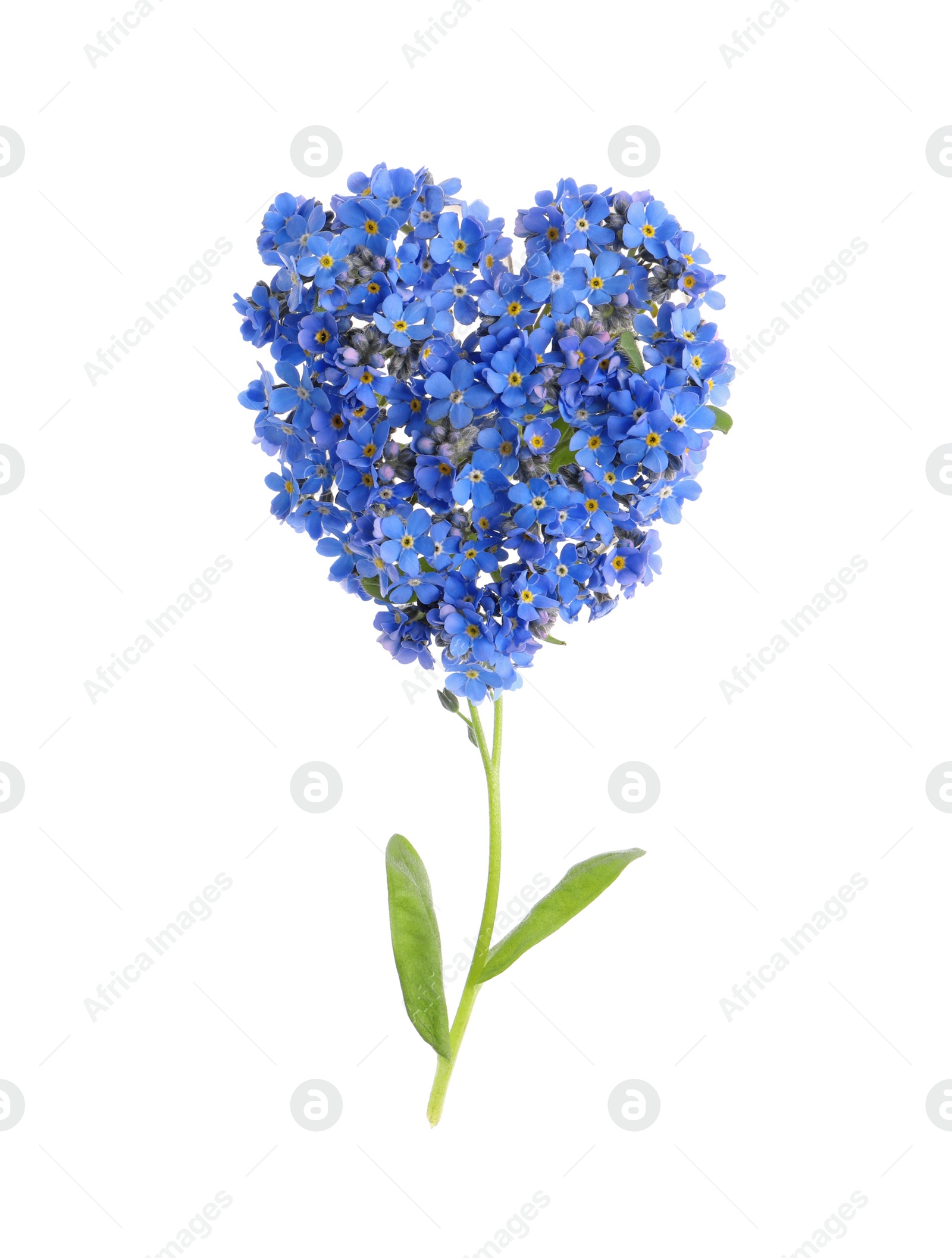 Photo of Heart made with beautiful Forget-me-not flowers isolated on white