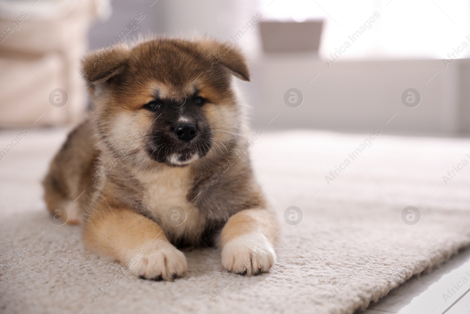 Photo of Adorable Akita Inu puppy on carpet indoors