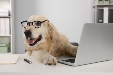 Photo of Cute retriever wearing glasses at table in office. Working atmosphere