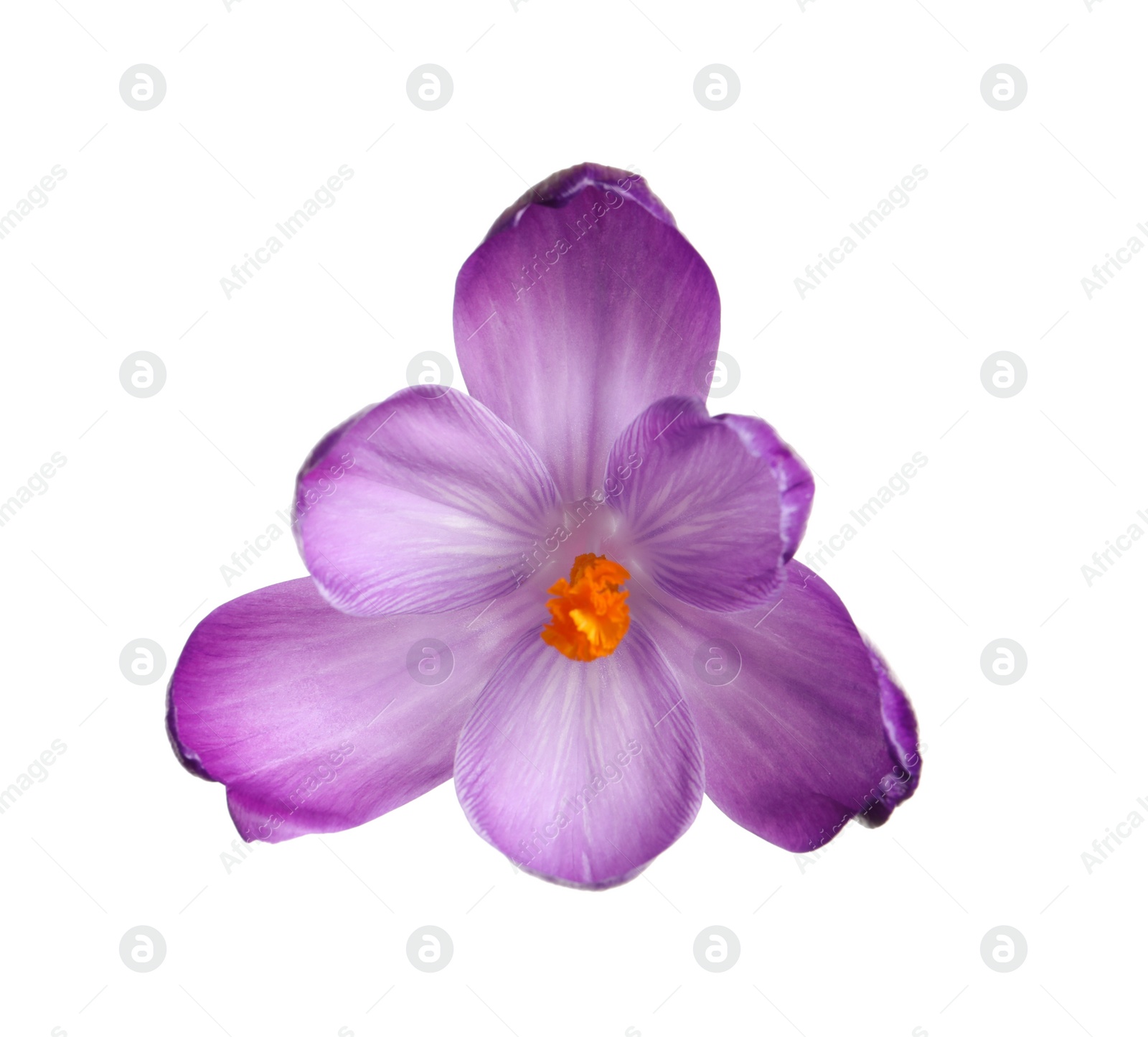 Photo of Beautiful spring crocus flower isolated on white