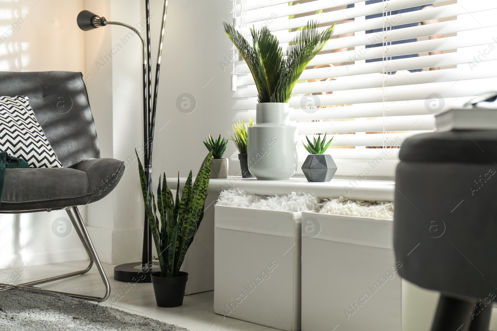 Photo of Beautiful tropical plants with lush leaves in stylish living room interior