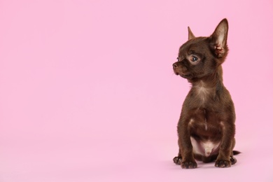 Photo of Cute small Chihuahua dog on pink background. Space for text