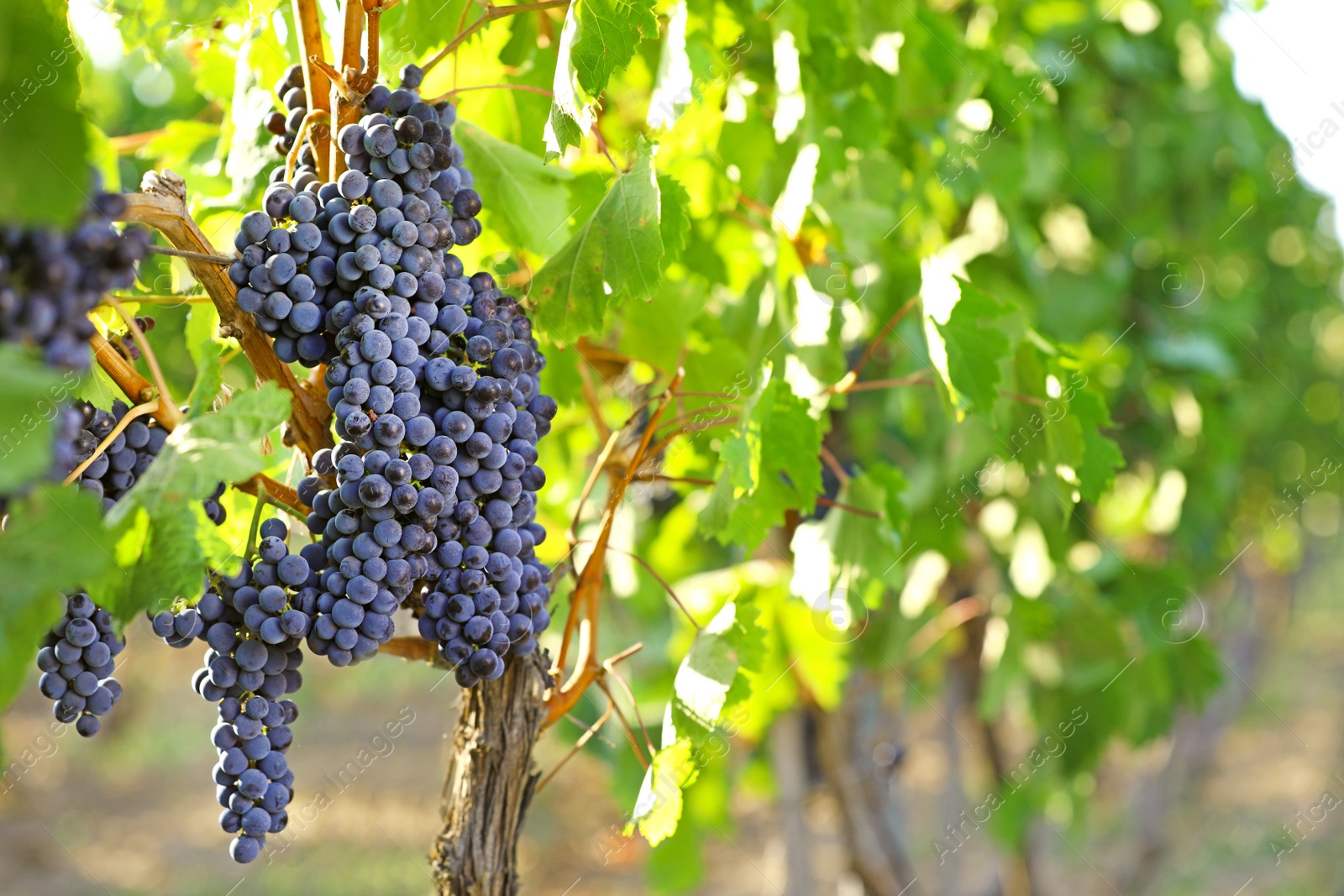 Photo of Fresh ripe juicy grapes growing in vineyard