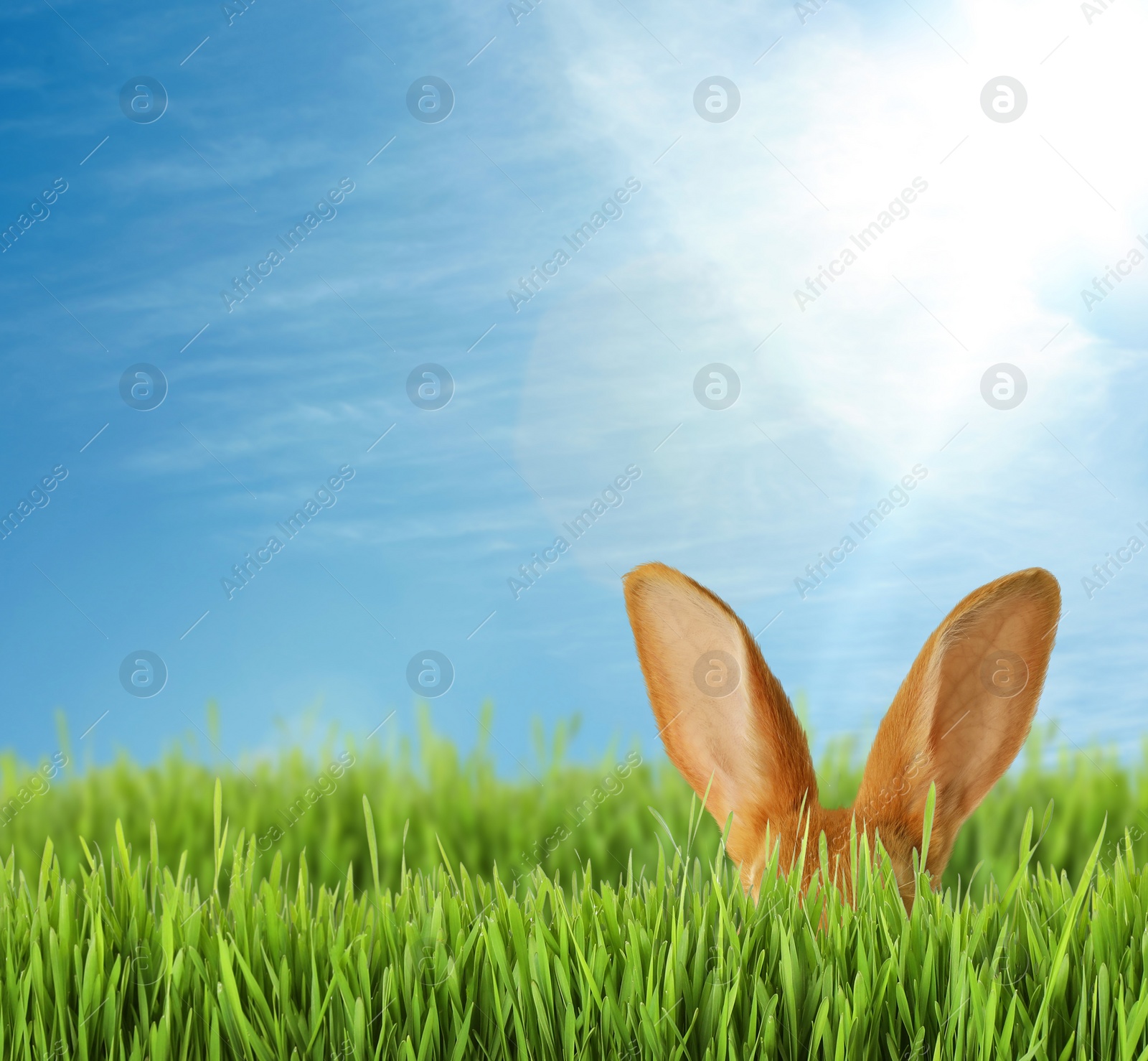 Image of Cute Easter bunny hiding in green grass outdoors, space for text 