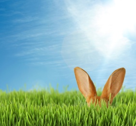 Image of Cute Easter bunny hiding in green grass outdoors, space for text 