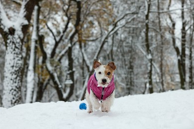Photo of Cute Jack Russell Terrier in snowy park