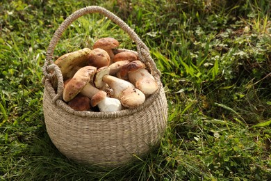 Wicker basket with fresh wild mushrooms outdoors, space for text