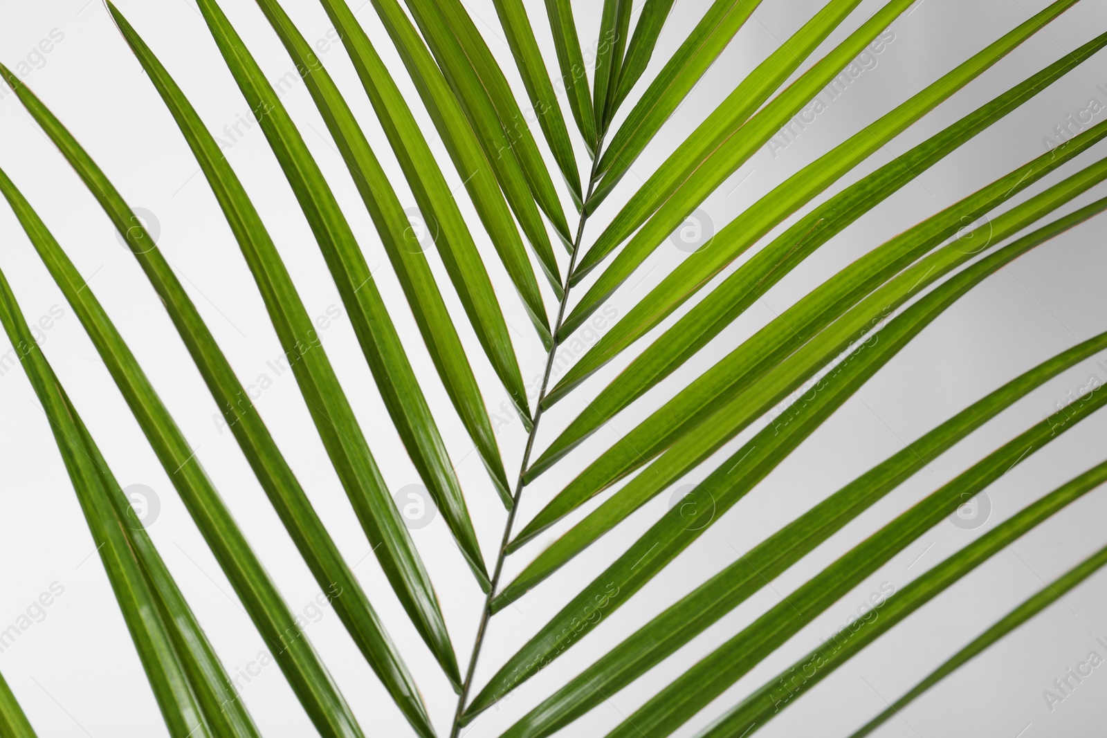 Photo of Green beautiful tropical leaf on white background, closeup