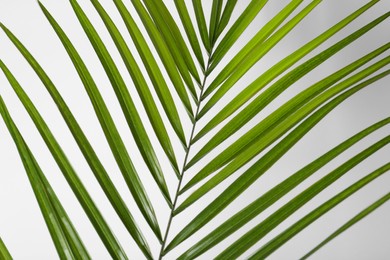 Photo of Green beautiful tropical leaf on white background, closeup
