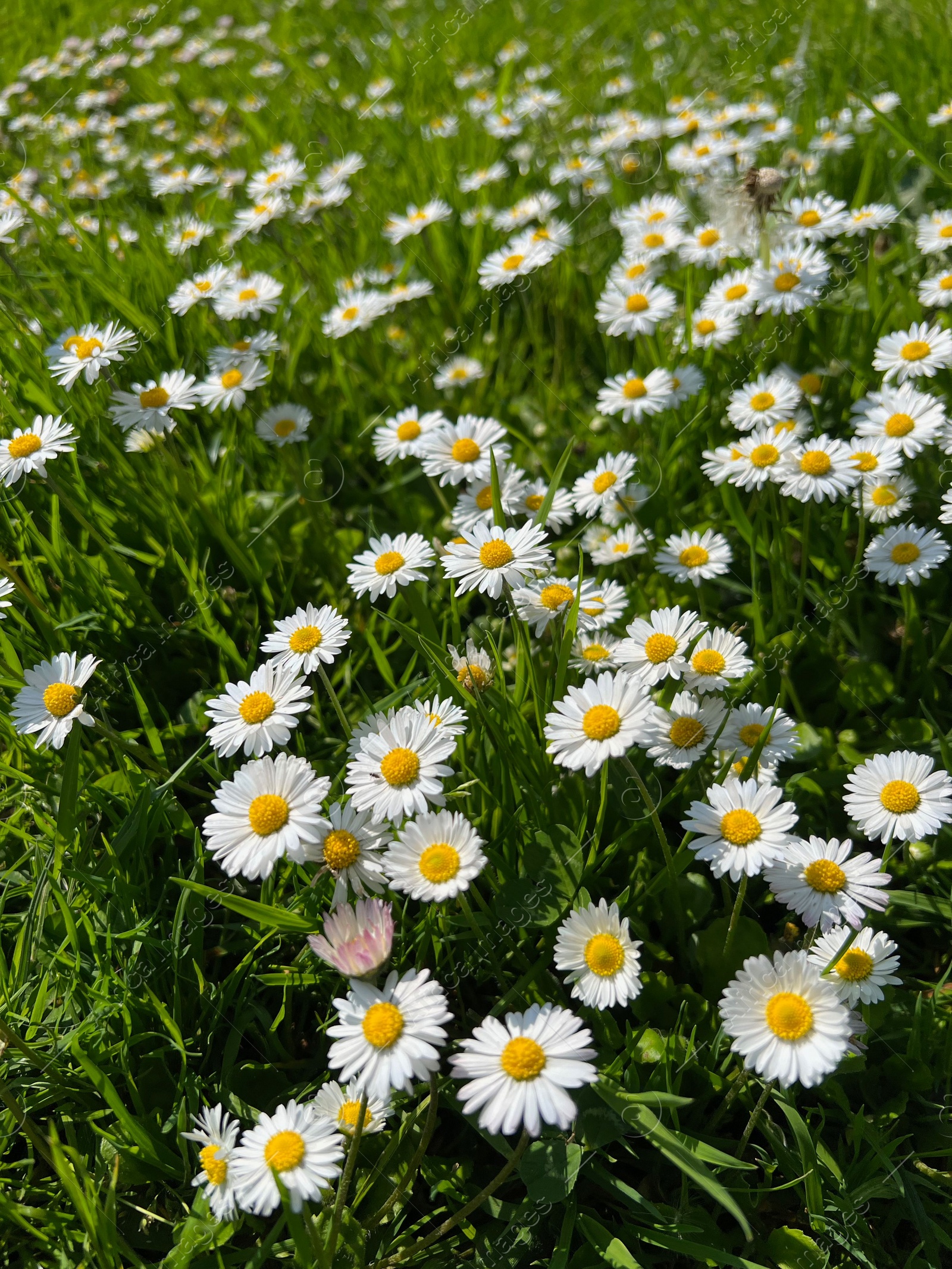 Photo of Beautiful white daisy flowers and green grass growing in meadow