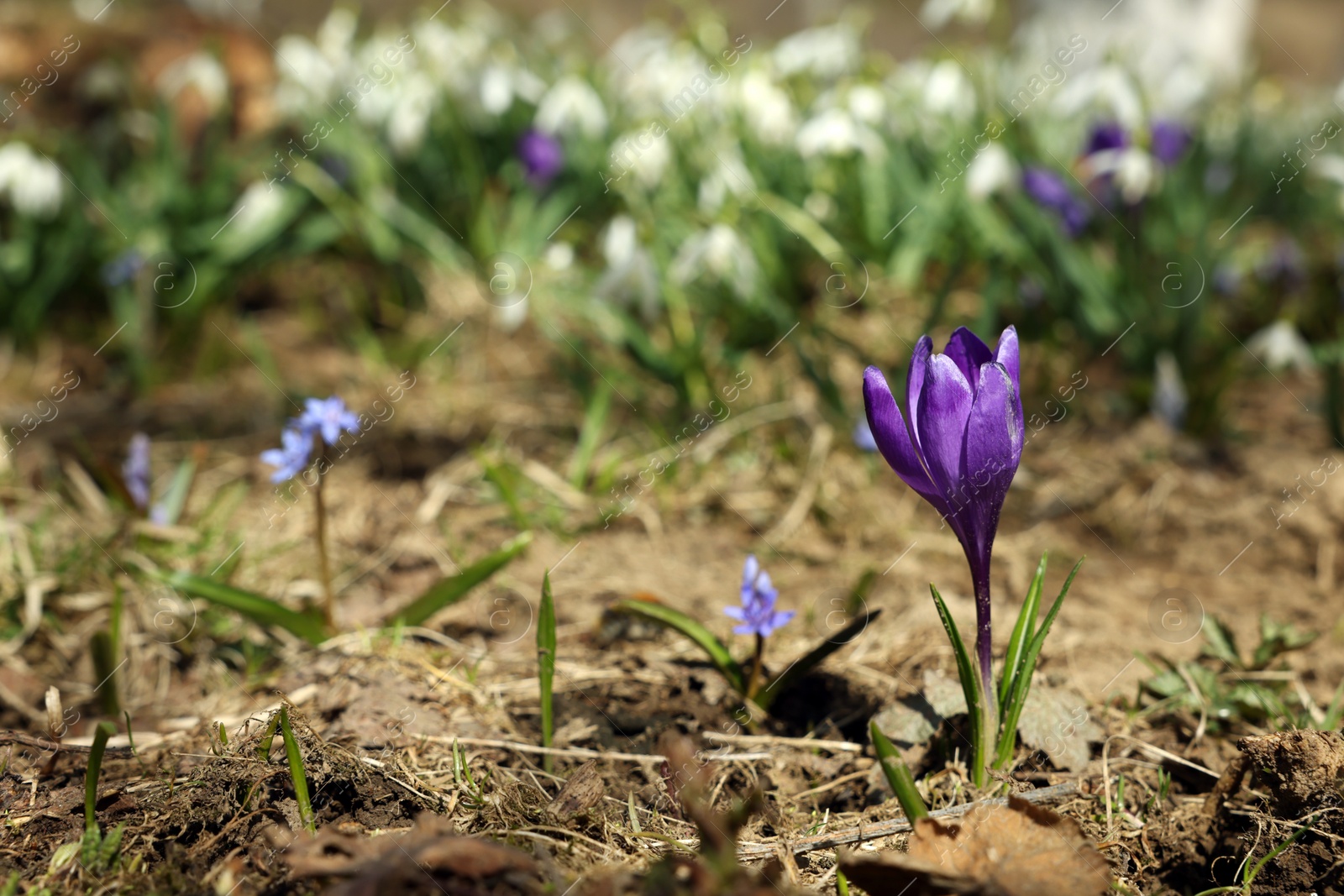 Photo of Beautiful flowers growing outdoors, focus on bright crocus