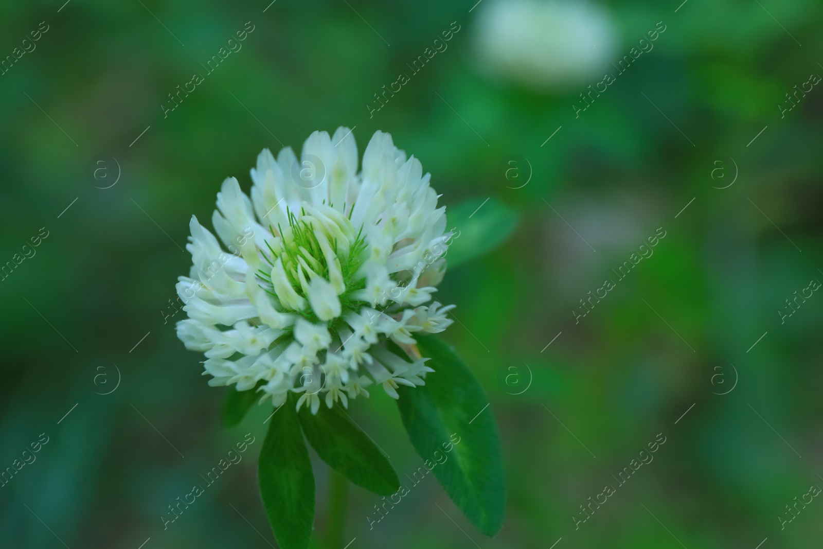 Photo of Beautiful white clover flower on blurred background, closeup. Space for text