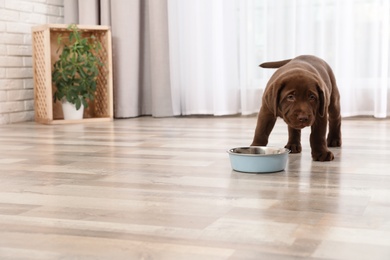 Chocolate Labrador Retriever puppy with food bowl at home