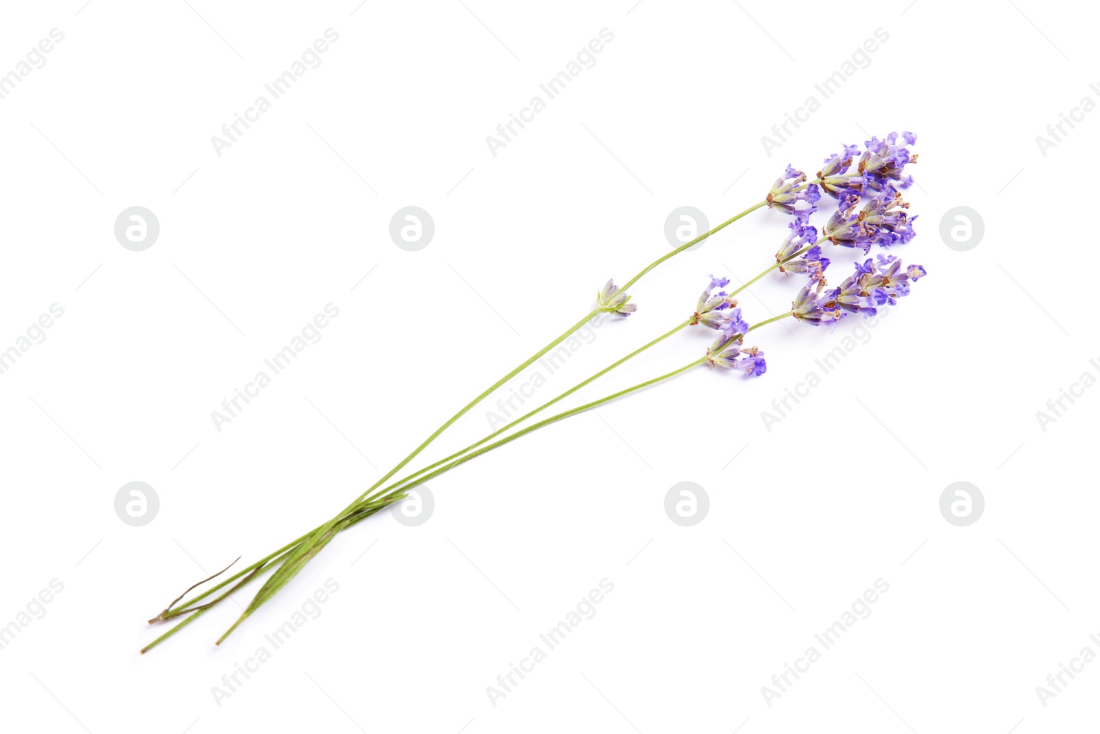 Photo of Beautiful blooming lavender flowers on white background