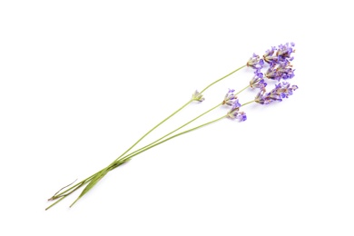 Beautiful blooming lavender flowers on white background