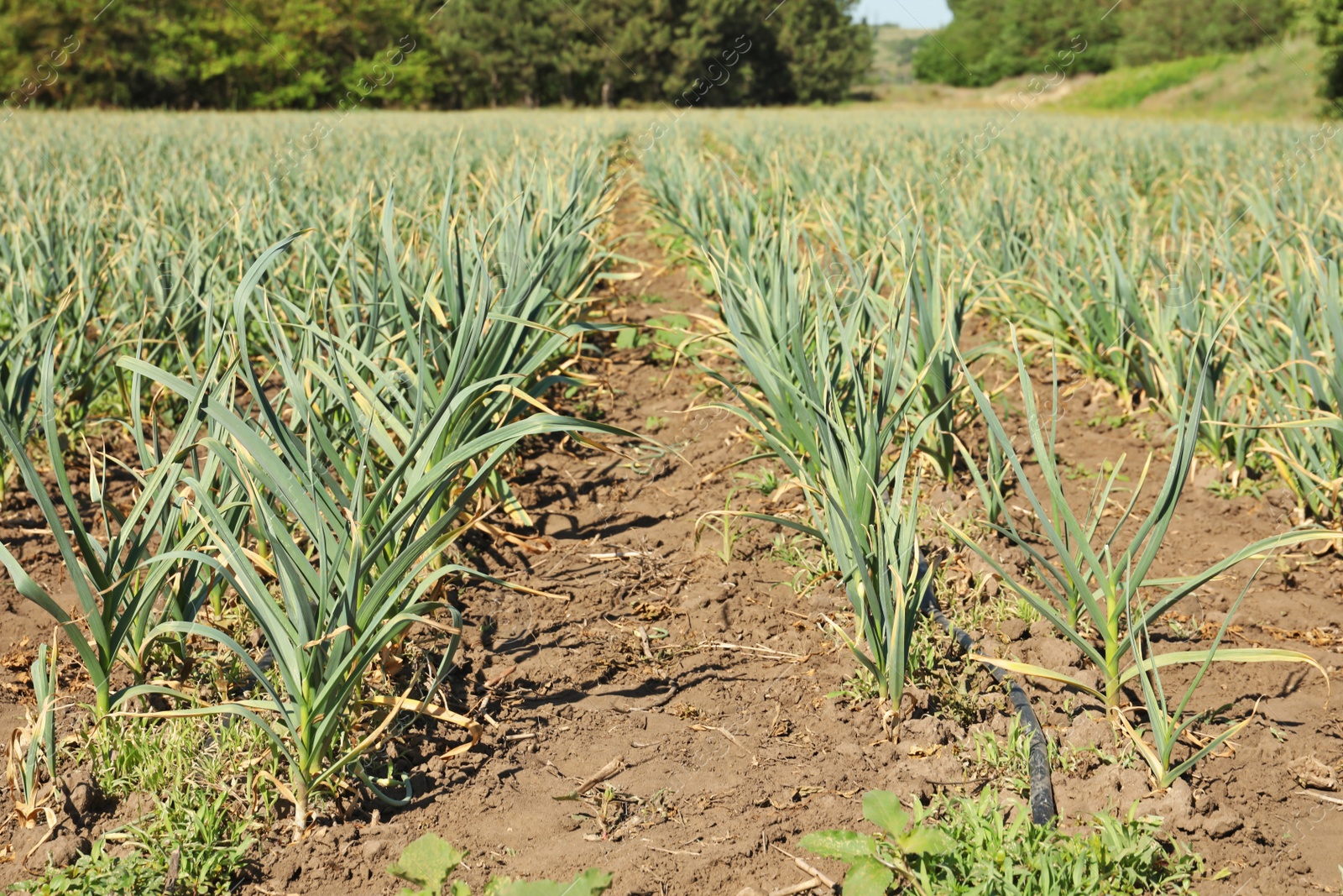 Photo of Young green garlic sprouts growing in field