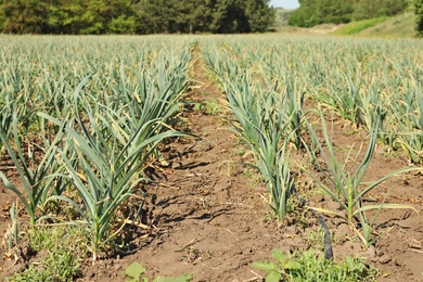 Photo of Young green garlic sprouts growing in field