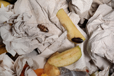 Photo of Cockroaches on garbage, top view. Pest control