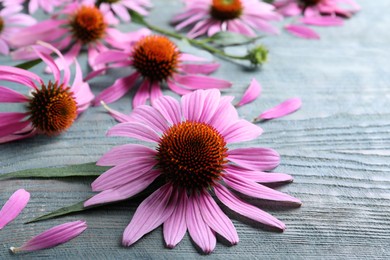 Photo of Beautiful echinacea flowers on light blue wooden table, closeup