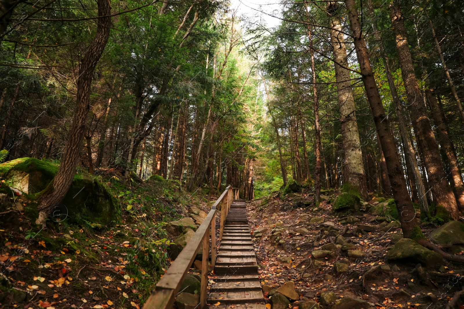 Photo of Picturesque view of wooden stairs in beautiful forest on autumn day