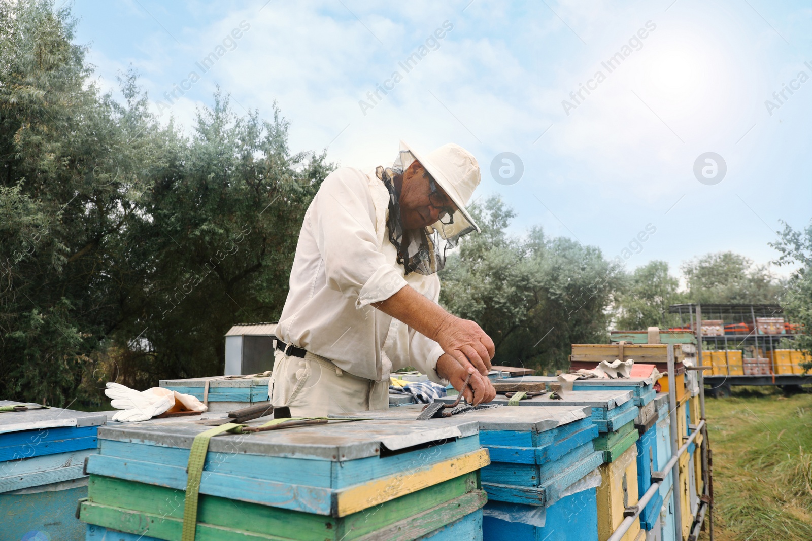 Photo of Beekeeper in uniform opening hive at apiary. Harvesting honey