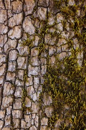 Tree bark with green moss as background, closeup