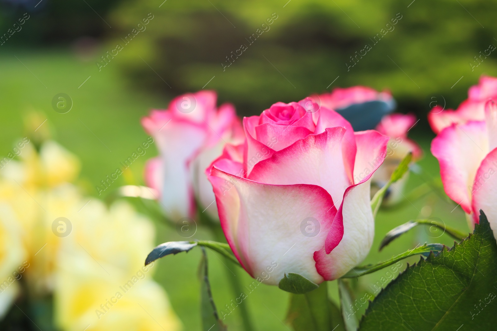 Photo of Beautiful pink roses in garden, closeup. Space for text