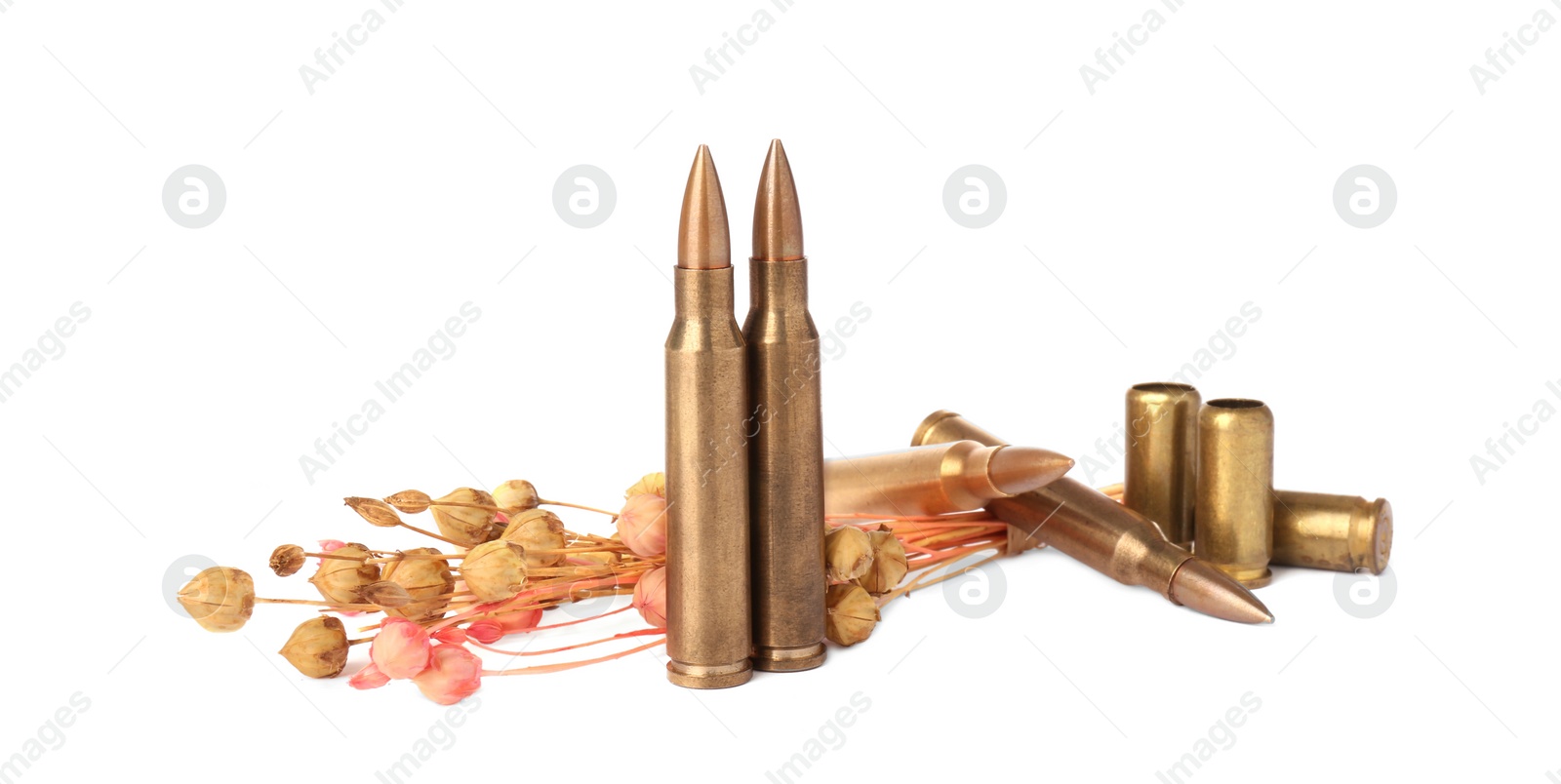 Photo of Bullets, cartridge cases and beautiful dry plant isolated on white