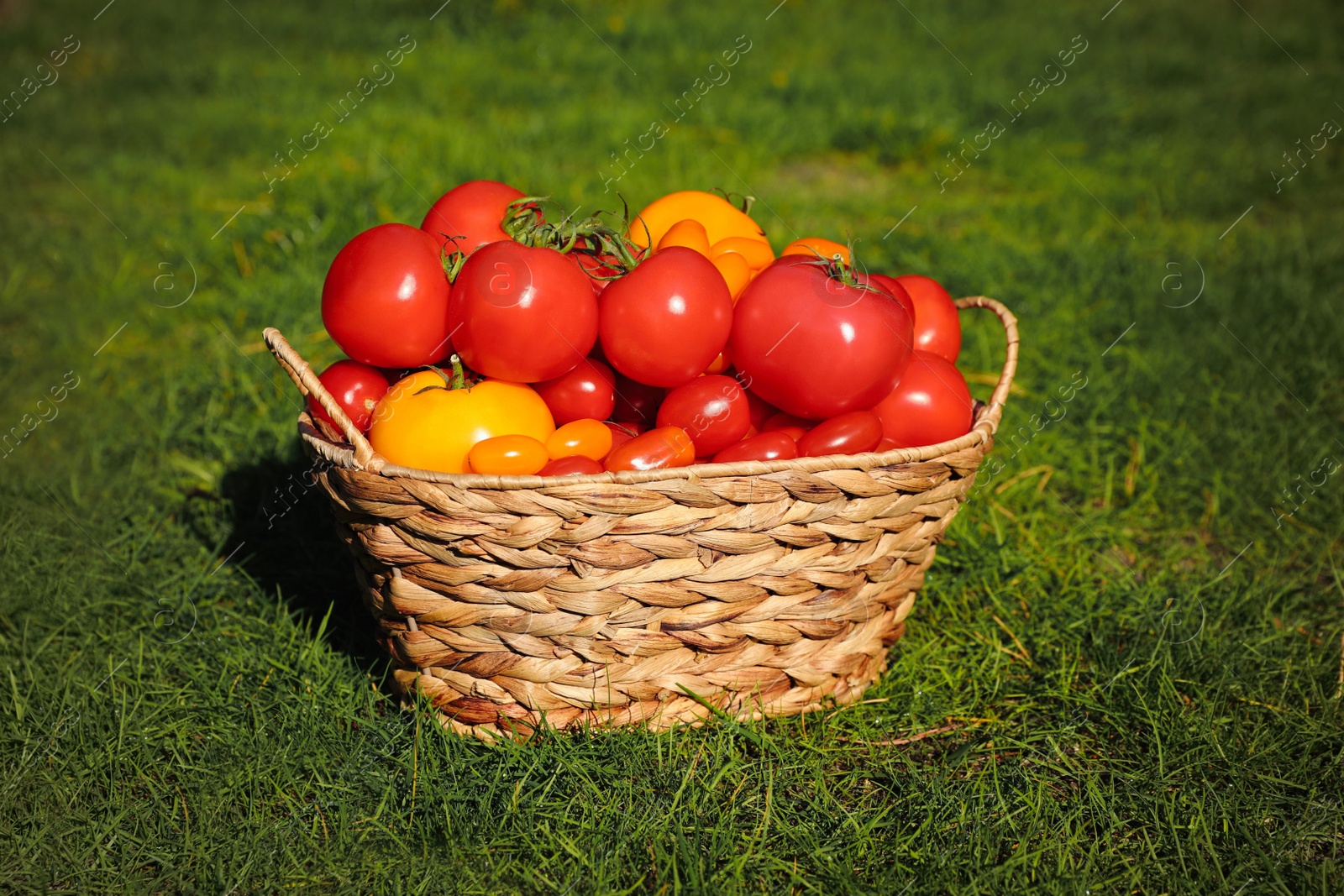 Photo of Wicker basket with fresh tomatoes on green grass outdoors