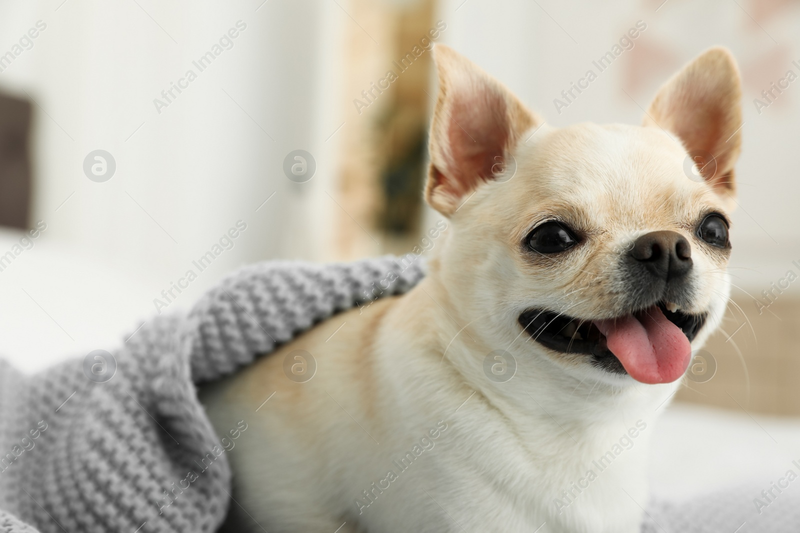 Photo of Adorable Toy Terrier under light blue knitted blanket indoors. Domestic dog