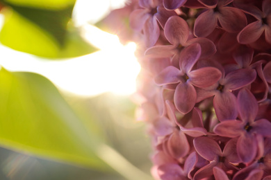 Closeup view of beautiful blooming lilac shrub outdoors