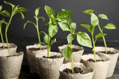 Vegetable seedlings in peat pots on table against black background