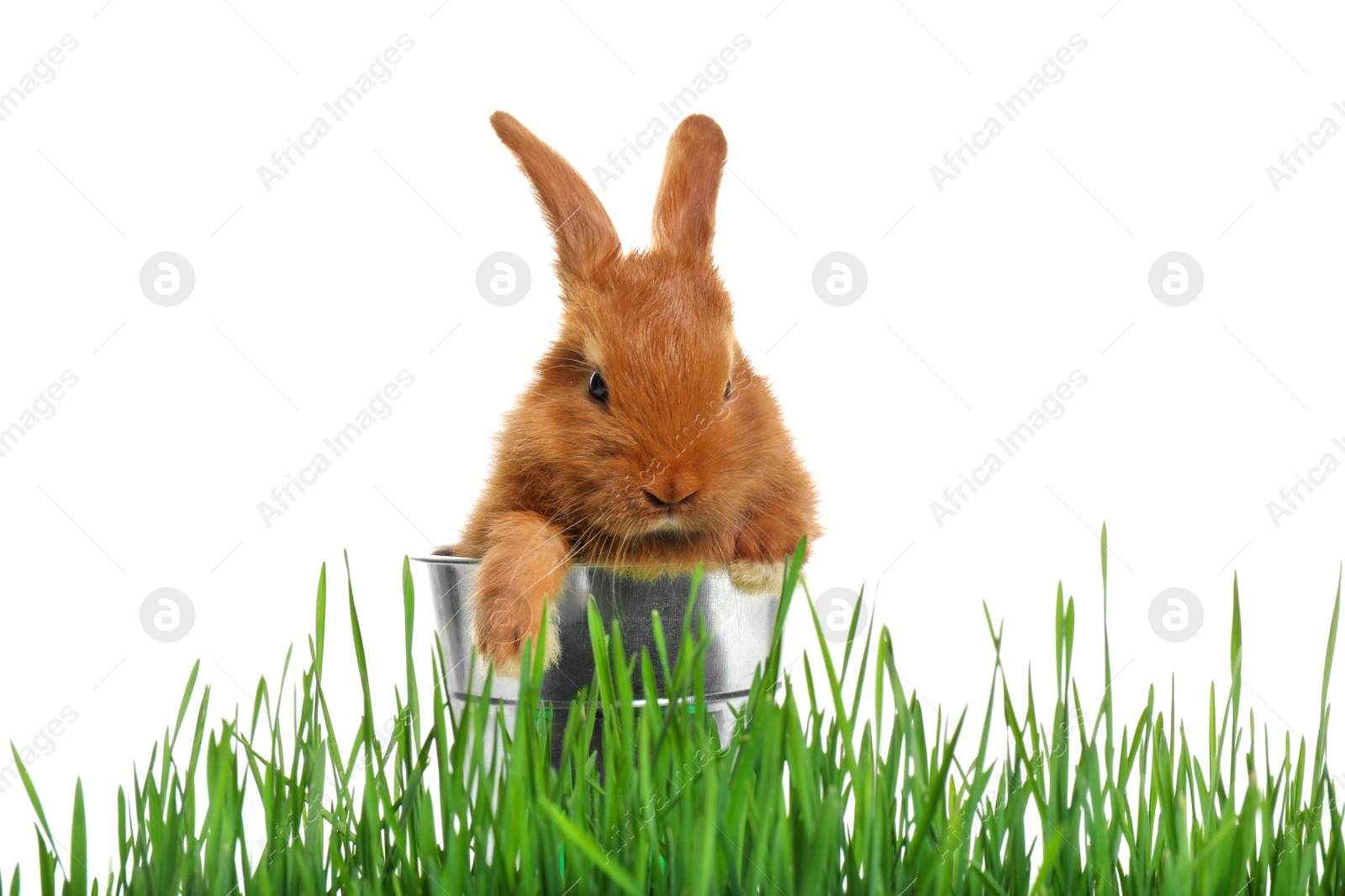 Photo of Cute red bunny in bucket among green grass on white background