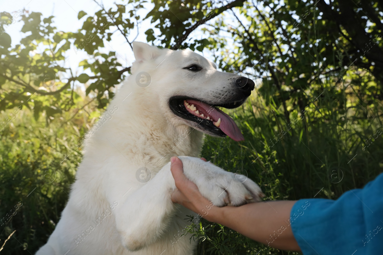 Photo of Young woman with her white Swiss Shepherd dog in park, closeup