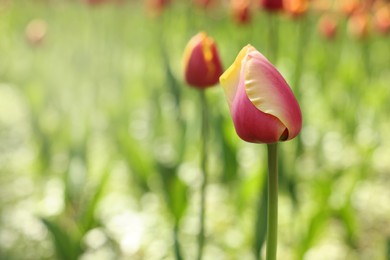 Beautiful bright tulips growing outdoors on sunny day, closeup. Space for text