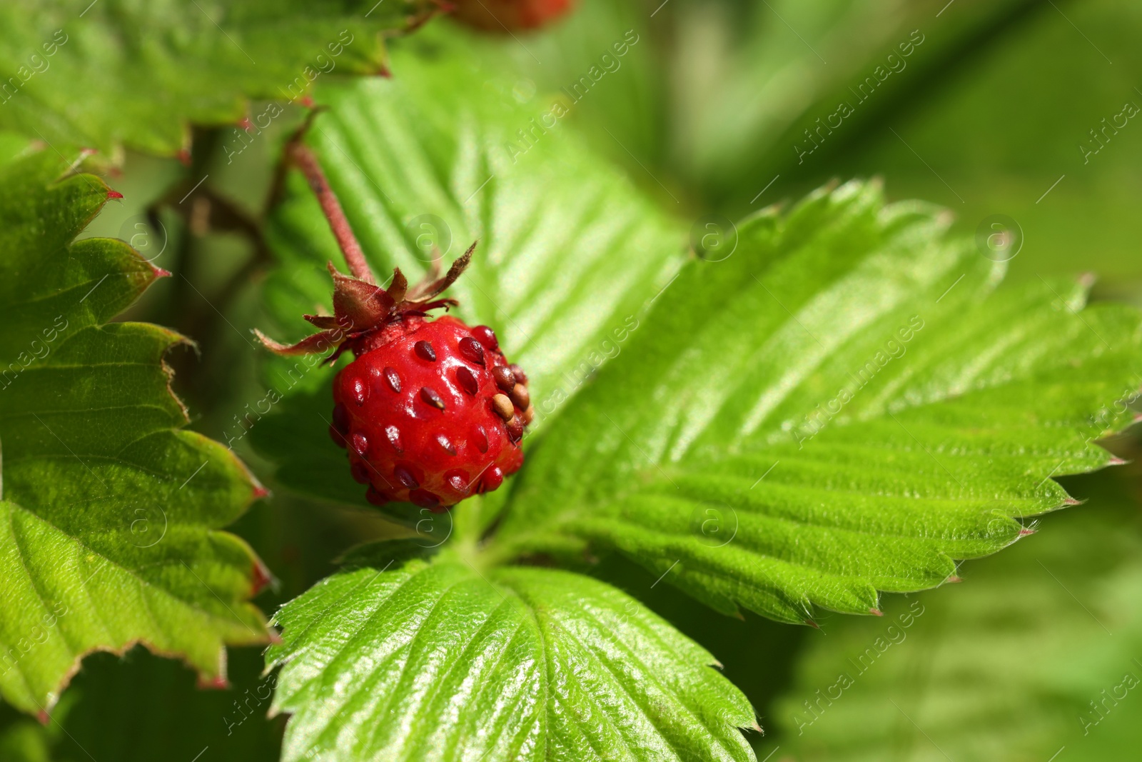 Photo of One small wild strawberry growing outdoors. Space for text