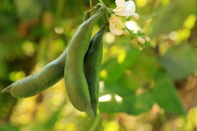 Photo of Fresh green beans growing outdoors on sunny day, closeup