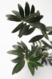 Photo of Twigs with fresh green olive leaves on white background