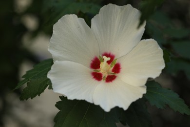 Photo of Beautiful white hibiscus flower growing outdoors, closeup