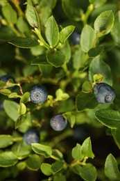 Ripe bilberries growing in forest, closeup view