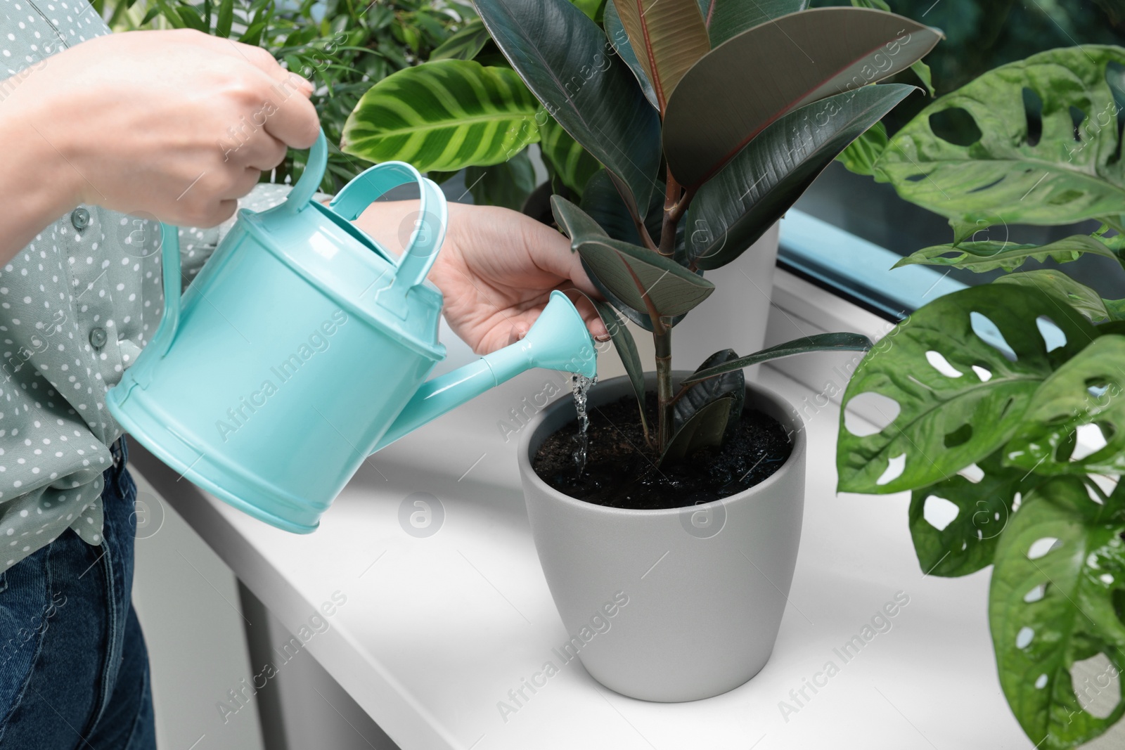 Photo of Woman watering beautiful houseplant near window at home, closeup